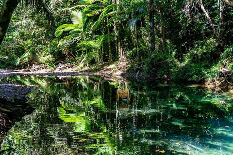 Daintree And Cape Tribulation Full Day Guided Tour - Kawana Tourism 1