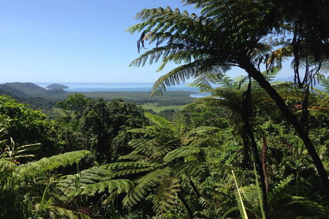 Daintree And Cape Tribulation Full Day Guided Tour - Kawana Tourism 2
