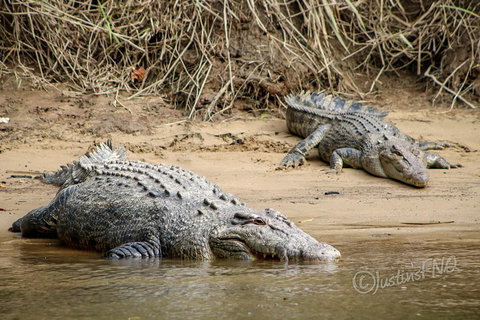 Daintree And Cape Tribulation Full Day Guided Tour - Kawana Tourism 3