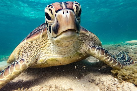 Sail, Snorkel, SUP & Kayak Charter Whitsundays - Kawana Tourism 0