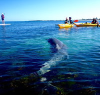 Penguin and Seal Islands Sea Kayaking Experience - Kawana Tourism