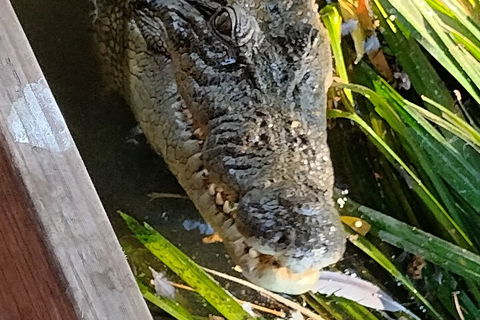 Litchfield Park Adventures And Jumping Crocodile Cruise + Butterfly Farm - Kawana Tourism 1