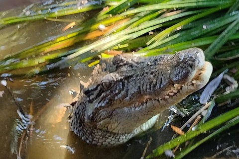 Litchfield Park Adventures And Jumping Crocodile Cruise + Butterfly Farm - Kawana Tourism 4
