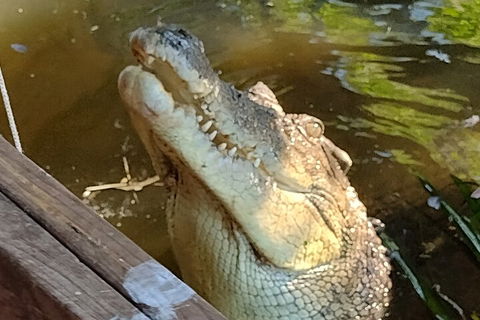 Litchfield Park Adventures And Jumping Crocodile Cruise + Butterfly Farm - Kawana Tourism 5