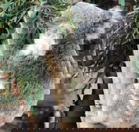 Private Blue Mountains and Wildlife Park Tour from Sydney with Barbecue Lunch - Kawana Tourism