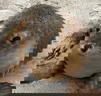 Kangaroo Island Scenic Trail Tour - Kawana Tourism