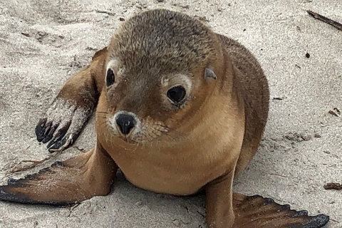 Kangaroo Island Scenic Trail Tour - Kawana Tourism 0