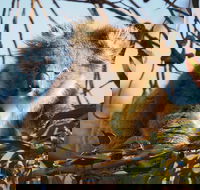 2-Hour Koala Walking Tour in Kangaroo Island - Kawana Tourism