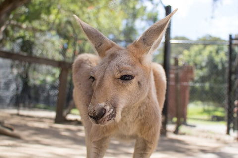 Currumbin Wildlife Sanctuary General Entry Ticket - Kawana Tourism 2
