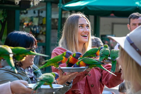 Currumbin Wildlife Sanctuary General Entry Ticket - Kawana Tourism 3