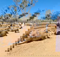 West MacDonnell Ranges Half-Day Small-Group Tour with Camel Ride - Kawana Tourism