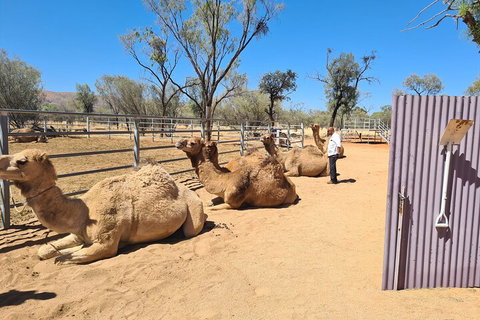 West MacDonnell Ranges Half-Day Small-Group Tour With Camel Ride - Kawana Tourism 0