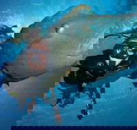 Great Barrier Reef Snorkeling and Diving Cruise from Cairns - Kawana Tourism