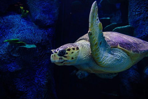 Sydney Attractions Pass: SEA LIFE Aquarium, Sydney Tower Eye, WILD LIFE Zoo And Madame Tussauds - Kawana Tourism 1
