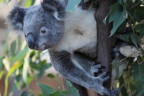 Sydney Attractions Pass: SEA LIFE Aquarium, Sydney Tower Eye, WILD LIFE Zoo And Madame Tussauds - Kawana Tourism 2