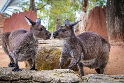 Sydney Attractions Pass: SEA LIFE Aquarium, Sydney Tower Eye, WILD LIFE Zoo And Madame Tussauds - Kawana Tourism 5