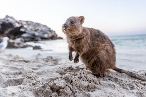 Rottnest Island All-Inclusive Grand Island Tour From Fremantle - Kawana Tourism 2