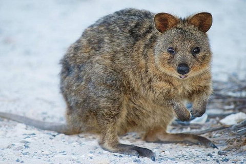 Rottnest Island Bayseeker Day Trip From Perth - Kawana Tourism 2