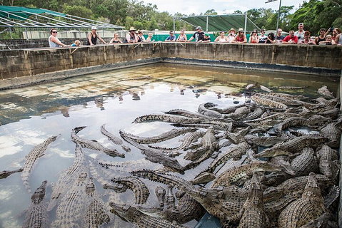 Hartley's Crocodile Adventures Day Trip From Cairns - Kawana Tourism 0
