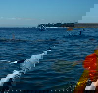 Mornington Peninsula Kayak Coastline Tour of Dolphin Sanctuary - Kawana Tourism