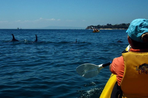Mornington Peninsula Kayak Coastline Tour Of Dolphin Sanctuary - Kawana Tourism 0