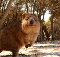 Pinnacles  Rottnest Island Scenic Air  Ground Tour - Kawana Tourism