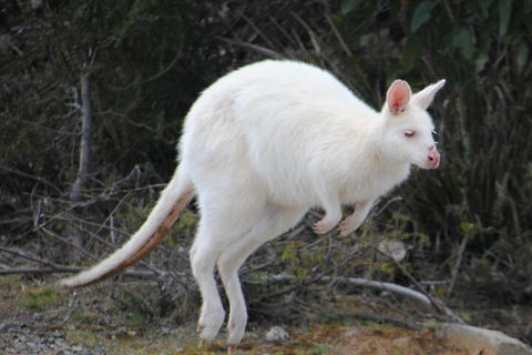 Small-Group Day Trip From Hobart To Bruny Island - Kawana Tourism 2