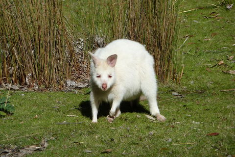 7-Day Super Value Tour Of Tasmania: Explore Tasmania's West And East Coasts - Kawana Tourism 1