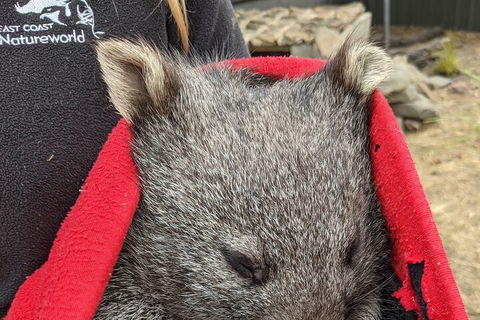 2-Day Tas East Coast Escape Tour Including Bay Of Fires, Wineglass Bay & Devils - Kawana Tourism 3