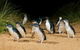 Small Group - Phillip Island Hike & Penguin Parade Day Tour From Melbourne - thumb 1