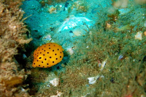 Wave Break Island Scuba Diving On The Gold Coast - Kawana Tourism 3