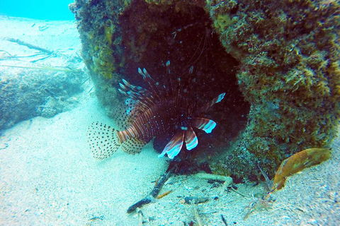 Wave Break Island Scuba Diving On The Gold Coast - Kawana Tourism 5