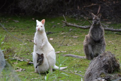 Full-Day Guided Bruny Island Tour From Hobart - Kawana Tourism 0