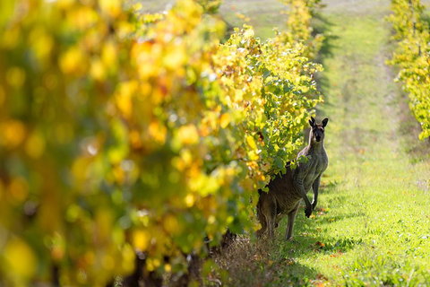 Margaret River 3 Day Escape - Kawana Tourism 4