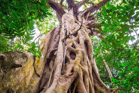 Mossman Gorge Adventure Day - Kawana Tourism 1