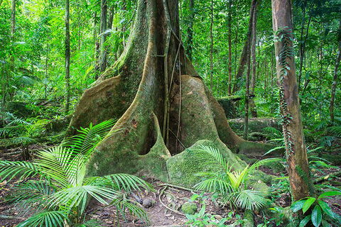 Mossman Gorge Adventure Day - Kawana Tourism 4