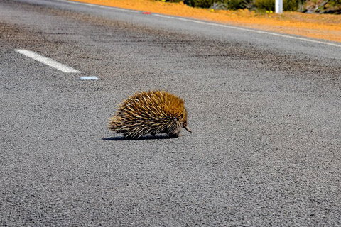 Kangaroo Island Luxury Small Group 'Flinders Chase Focus' Full Day Tour - Kawana Tourism 3