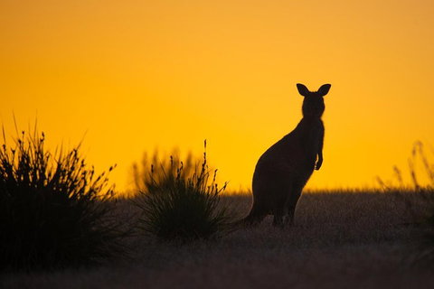 Kangaroo Island Luxury Small Group 'Flinders Chase Focus' Full Day Tour - Kawana Tourism 5