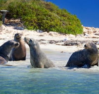 Dolphin Penguin and Sea Lion Cruise - Kawana Tourism