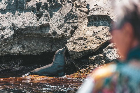 Adventure Rottnest Tour With Ferry & Adventure Cruise From Perth Or Fremantle - Kawana Tourism 1