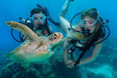 Great Barrier Reef Diving And Snorkeling Cruise From Cairns - Kawana Tourism 4