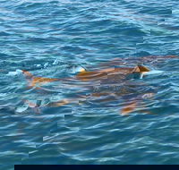 Roebuck Bay Snubfin Dolphin Cruise - Kawana Tourism