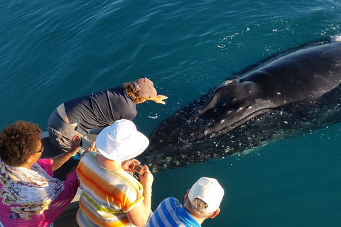 AOC Whale Watching From Broome - Kawana Tourism 0