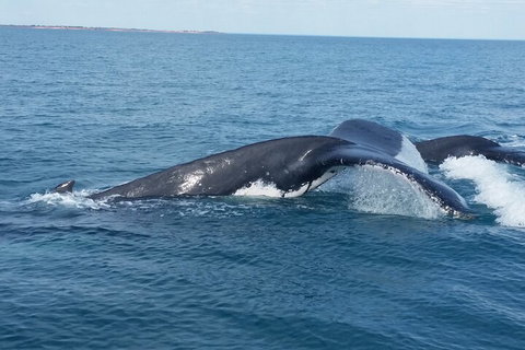 AOC Whale Watching From Broome - Kawana Tourism 1