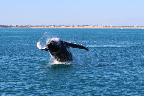 AOC Whale Watching From Broome - Kawana Tourism 2