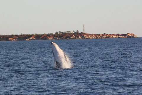 AOC Whale Watching From Broome - Kawana Tourism 3