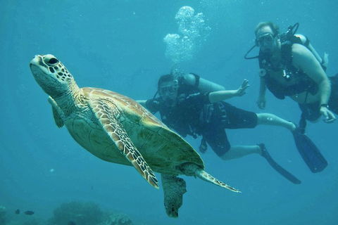 Ocean Freedom Great Barrier Reef Personal Luxury Snorkel & Dive Cruise, Cairns - Kawana Tourism 4
