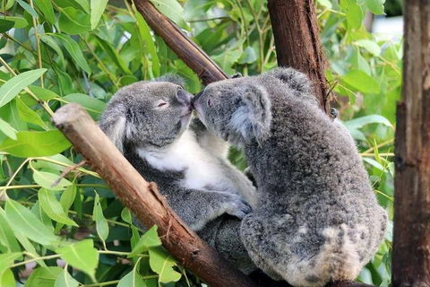 Classic Kuranda By Skyrail And Scenic Railway Including Rainforestation, Koala And Wildlife Park And Pamagirri Aboriginal Experi - Kawana Tourism 3