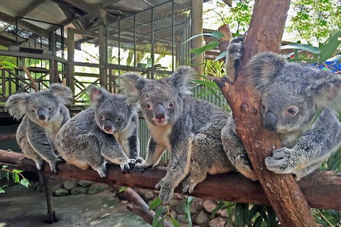 Kuranda Rainforestation & Kuranda Scenic Rail - Kawana Tourism 5