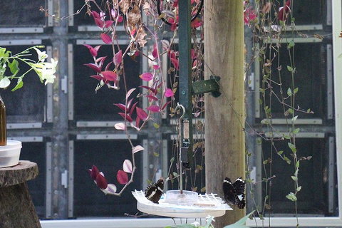 Australian Butterfly Sanctuary- Virtual Interactive Tour With Private Guide - Kawana Tourism 1